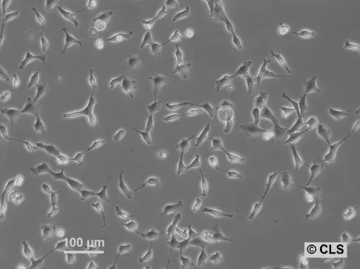 [GEN500724-MA] NRK-EGFP-H2B Cells